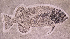 Fossil fisk